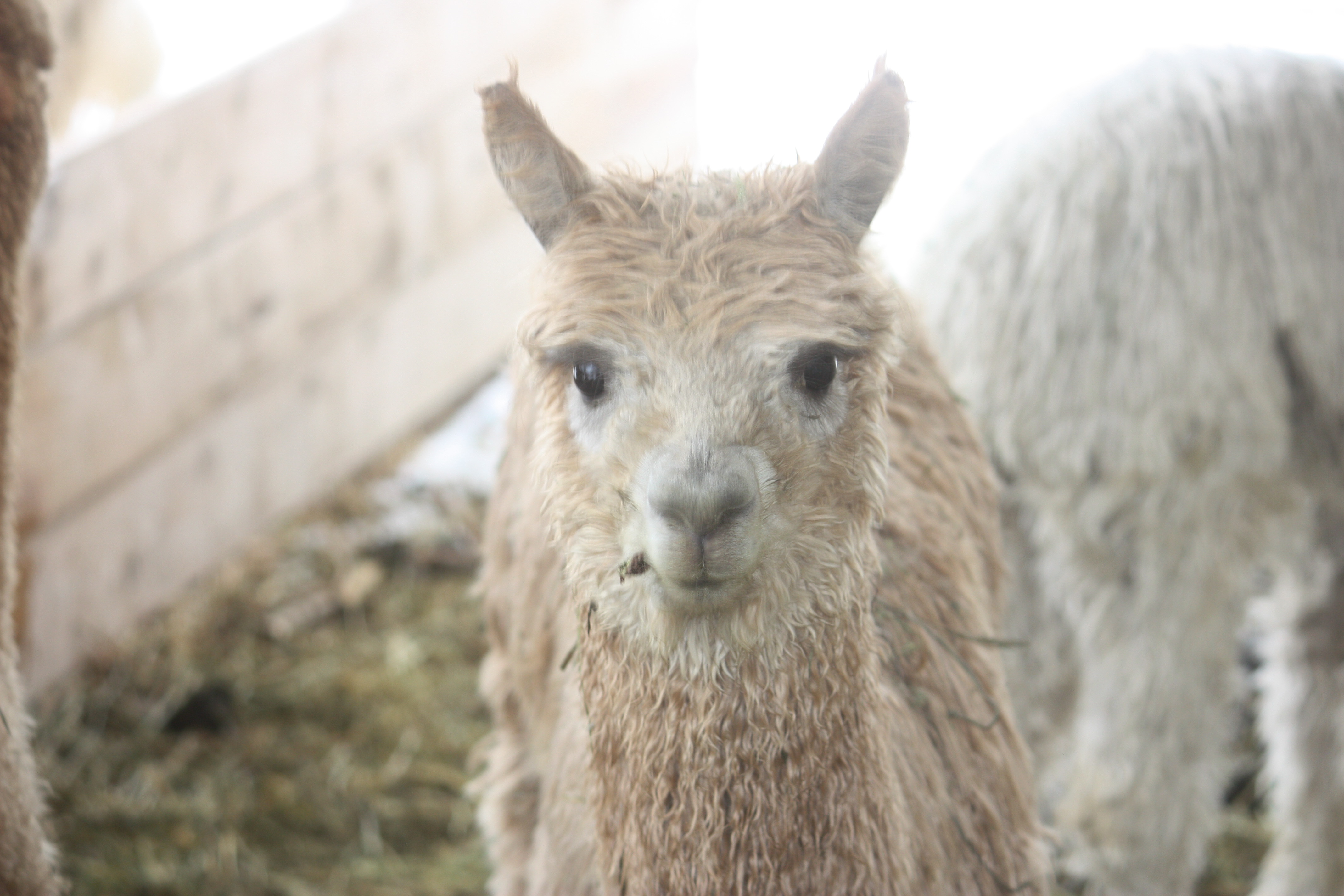 Whispering Oaks Alpacas Quality Alpaca at affordable prices