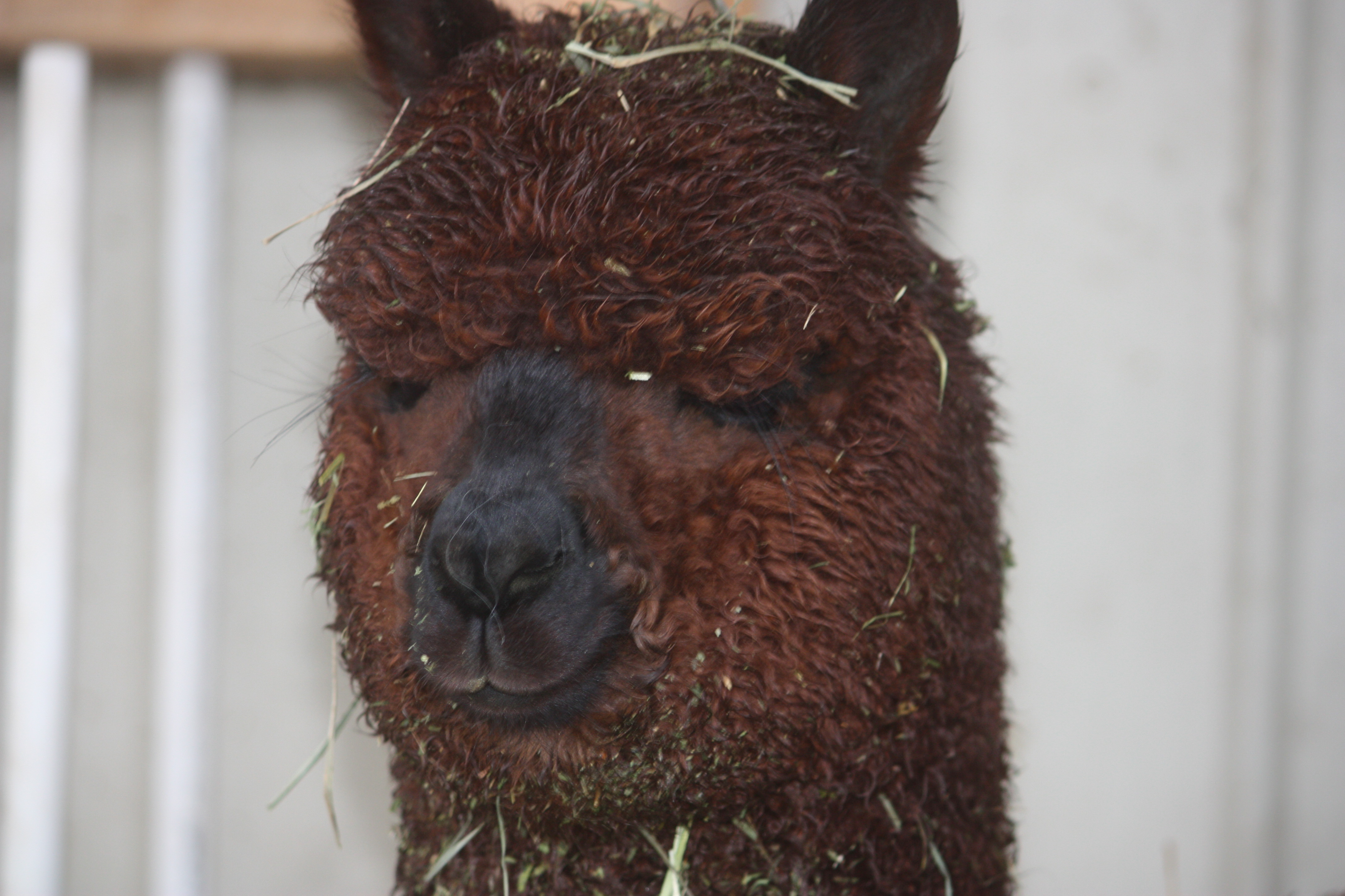 golden oaks alpaca farm